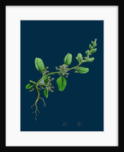 Chenopodium Polyspermum, Var. Genuinum; Many-Seeded Goosefoot, Var. A. by Anonymous