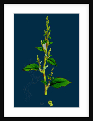 Chenopodium Polyspermum, Var. Acutifolium; Many-Sided Goosefoot, Var. B. by Anonymous