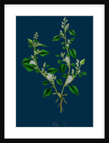 Chenopodium Vulvaria; Stinking Goosefoot by Anonymous