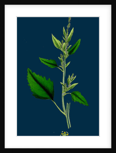 Chenopodium Album, Var. Candicans; White Goosefoot by Anonymous