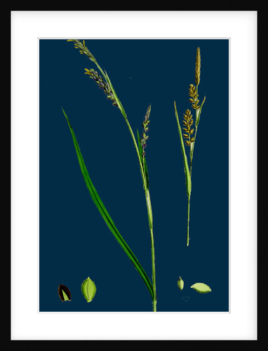 Carex Panicea; Pink-Leaved Sedge by Anonymous