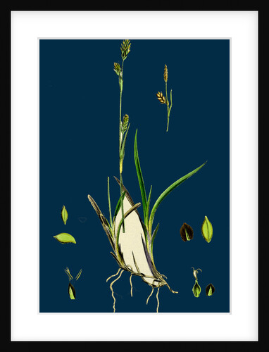 Carex Vaginata; Short Brown-Spiked Sedge by Anonymous