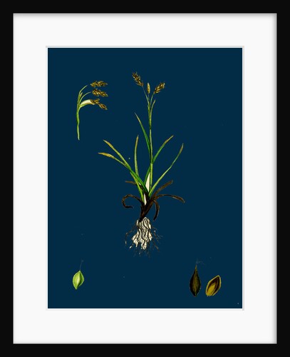 Carex Capillaris; Capillary Sedge by Anonymous