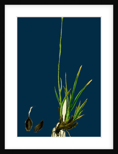 Carex Ustulata; Scorched Alpine Sedge by Anonymous