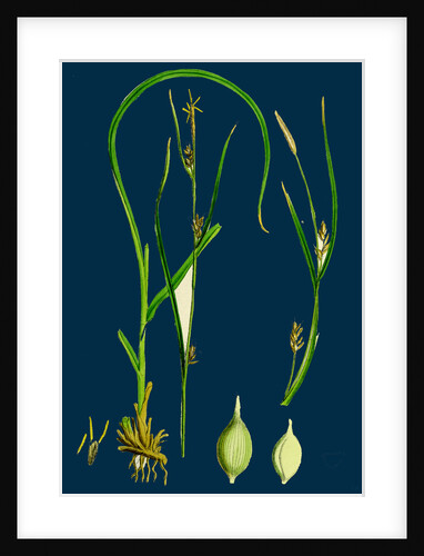 Carex Depauperata; Starved Wood Sedge by Anonymous
