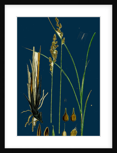 Carex Paradoxa; Paradoxical Sedge by Anonymous