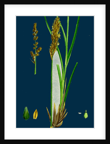 Carex Paniculata; Greater Panicled Sedge by Anonymous