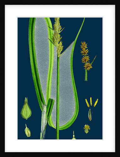 Carex Vulpina; Great Sedge by Anonymous