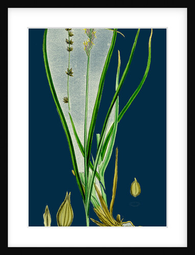 Carex Divulsa; Grey Sedge by Anonymous