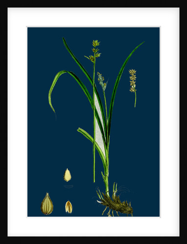 Carex Stellulata; Little Prickly Sedge by Anonymous