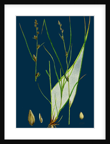 Carex Remota; Distant-Spiked Sedge by Anonymous