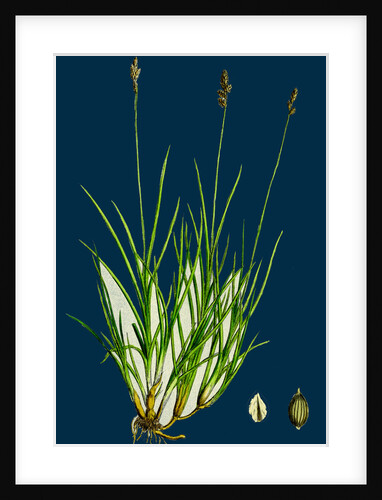 Carex Curta, Var. Alpicola; White Sedge, Var. B. by Anonymous