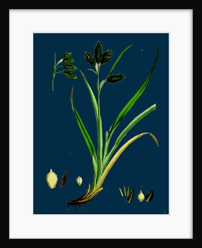 Carex Atrata; Black Sedge by Anonymous