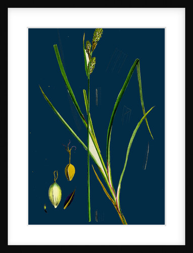 Carex Buxbaumii; Hoary Sedge by Anonymous