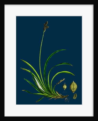 Carex Rigida; Stiff Mountain Sedge by Anonymous