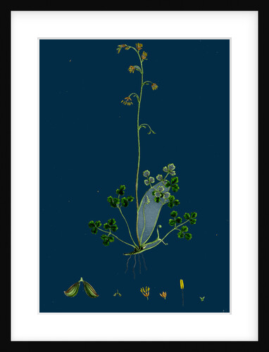 Thalictrum Alpinum; Alpine Meadow Rue by Anonymous