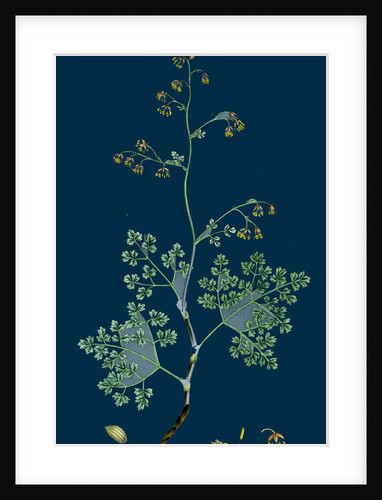 Botanical Illustration by Anonymous
