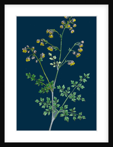 Thalictrum Minus, Montanum; Lesser Meadow Rue, Var. B. by Anonymous