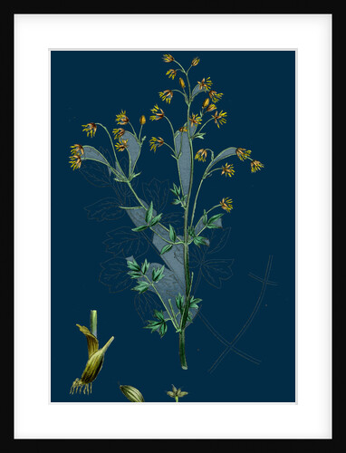 Thalictrum Flexuosum; Zigzag Meadow Rue by Anonymous