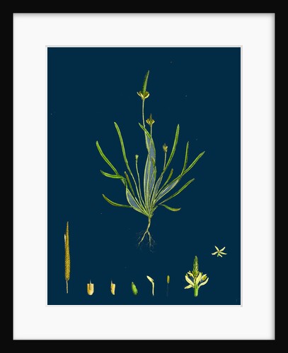 Myosurus Minimus; Common Mouse-Tail by Anonymous