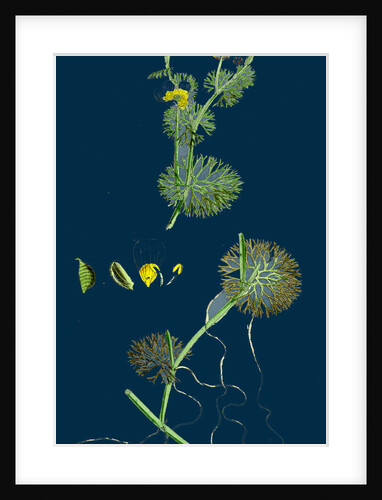 Ranunculus Circinatus; Rigid-Leaved Water-Crowfoot by Anonymous