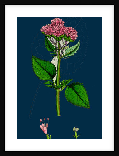 Valeriana Pyrenaica; Heart-Leaved Valerian by Anonymous