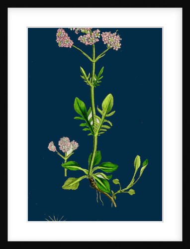 Valeriana Dioica; Small Marsh Valerian by Anonymous