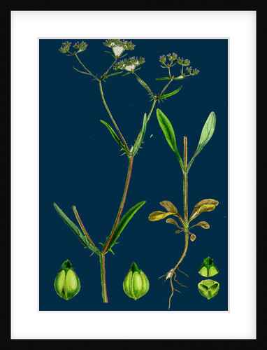 Valerianella Auricula; Sharp-Fruited Lamb's-Lettuce by Anonymous