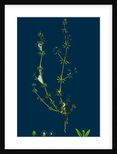 Galium Anglicum; Wall Bedstraw by Anonymous