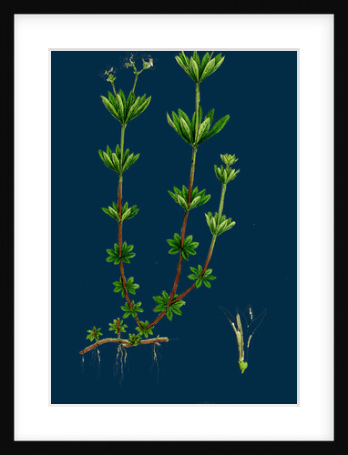 Asperula Odorata; Sweet Woodruff by Anonymous