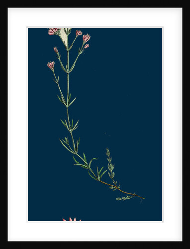 Asperula Cynanchica; Squinancy-Wort by Anonymous