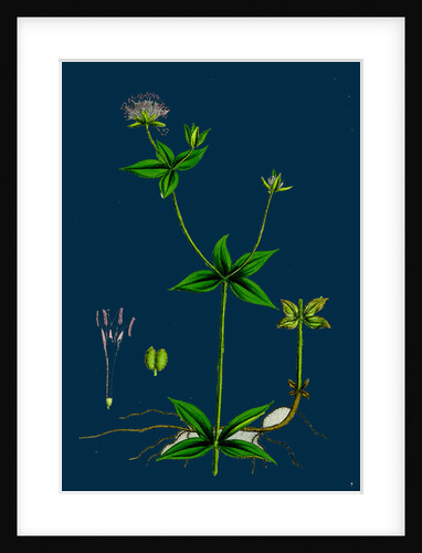 Asperula Taurina; Four-Leaved Woodruff by Anonymous