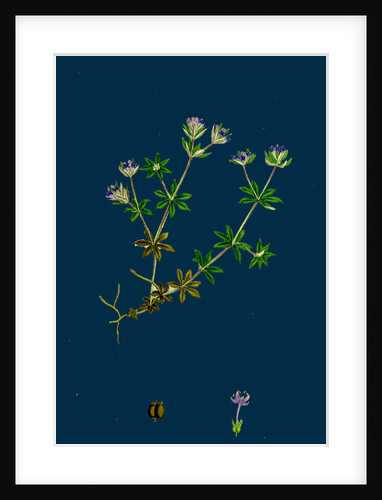 Sherardia Arvensis; Blue Field Madder by Anonymous