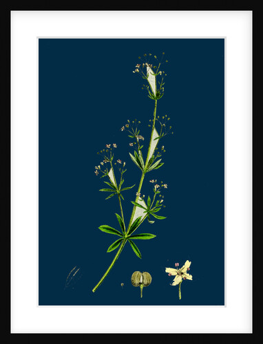 Galium Erectum, Var. Aristatum; Narrow-Leaved Great Bedstraw, Var. Y. by Anonymous