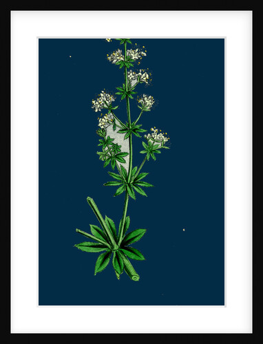 Galium Elatum; Common Great Bedstraw by Anonymous