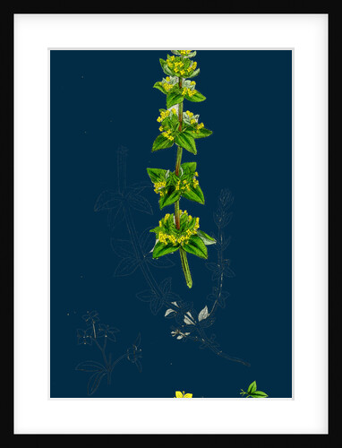 Galium Cruciatum; Mugwort by Anonymous