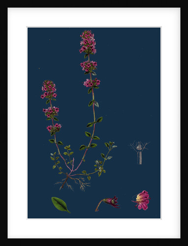 Thymus Chamaedrys; Larger Wild Thyme by Anonymous