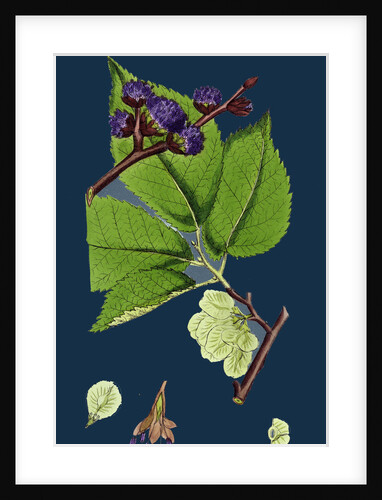 Ulmus Montana; Broad-Leaved Elm by Anonymous