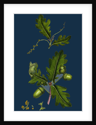 Quercus Pedunculata; Common Oak by Anonymous