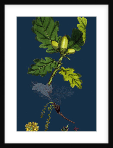 Quercus Sessiliflora; Sessile-Fruited Oak by Anonymous