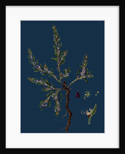 Polygonum Maritimum; Sea Knot-Grass by Anonymous