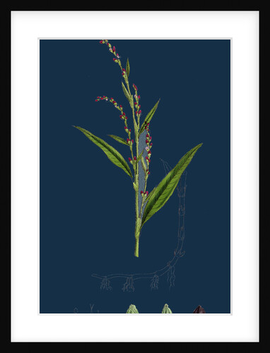 Polygonum Hydropiper; Water Pepper by Anonymous