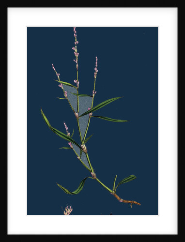 Polygonum Minus; Small Persicaria by Anonymous