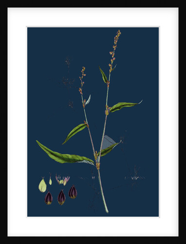 Polygonum Mite; Lax-Flowered Persicaria by Anonymous