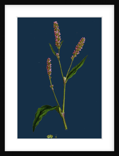 Polygonum Persicaria, Var. Elatum; Spotted Persicaria, Var. B. by Anonymous