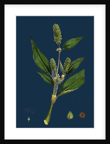 Polygonum Lapathifolium, Var. Genuinum; Glandular Persicaria, Var. A. by Anonymous