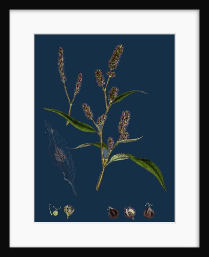 Polygonum Lapathifolium, Var. Nodosum; Glandular Persicaria, Var. B. by Anonymous