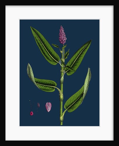 Polygonum Amphibium, Terrestre; Amphibious Bistort, Terrestial Form by Anonymous