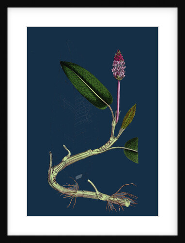 Polygonum Amphibium, Natans; Amphibious Bistort, Aquatic Form by Anonymous