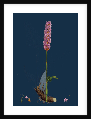 Polygonum Bistorta; Common Bistort by Anonymous